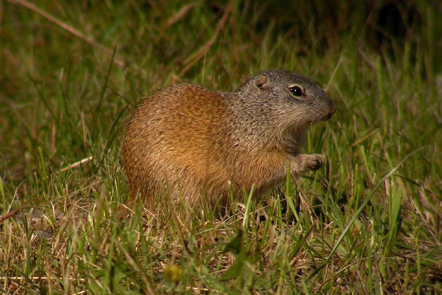 a side view of a franklin's ground squirrel in grass