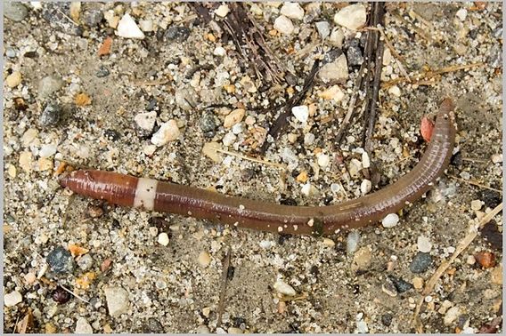InvSp_Amynthas_Worm_Day_UWArb.jpeg